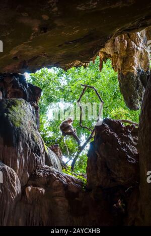 Singe dans une grotte, Wat Suwan Kuha, Thaïlande Banque D'Images