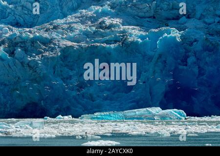 Icebergs devant le glacier South Sawyer à Tracy Arm, un fjord en Alaska près de Juneau, la forêt nationale de Tongass, Alaska, États-Unis. Banque D'Images