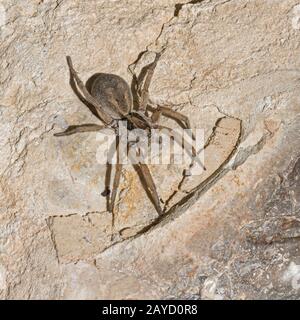 Sautant pantropical femelle brun et noir Plexippus paykulli sur un rocher de pierre à flanelle recouvert de calcaire beige Banque D'Images