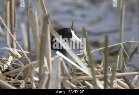 Foulque macroule dans l’eau Banque D'Images