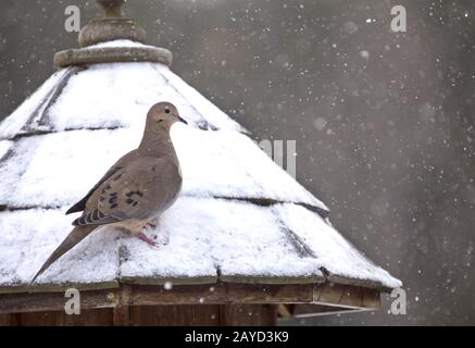 Deuil Dove en hiver Banque D'Images