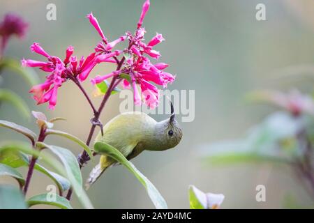 Sunbird à queue verte, Aethopyga nipalensis, Sikkim, Inde Femme Banque D'Images