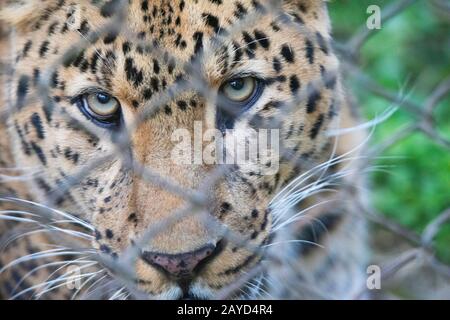 Léopard indien dans une cage, Panthera pardus fusca, Sikkim, Inde Banque D'Images