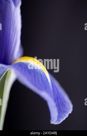 Diaphragme Macro Dew chute Banque D'Images