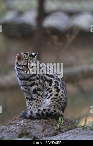 Chat Léopard, Prionailurus Bengalensis, Sikkim, Inde Banque D'Images