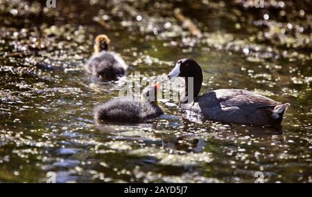 Poule d'eau pour bébé Banque D'Images