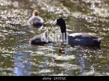 Poule d'eau pour bébé Banque D'Images