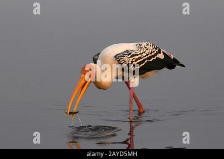 Porc peint, Mycteria leucocephala avec un tuer Banque D'Images