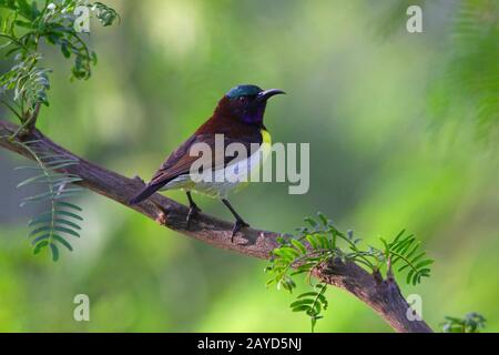 Sunbird Mauve, Leptocome Zeylonica, Homme, Inde Banque D'Images