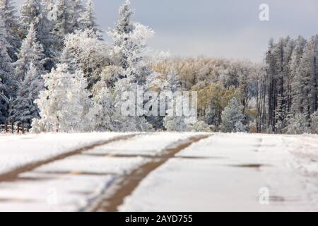 La première chute de neige de Cypress Hills Banque D'Images