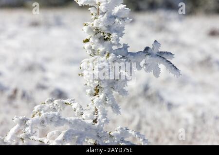 La première chute de neige de Cypress Hills Banque D'Images