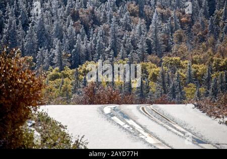 La première chute de neige de Cypress Hills Banque D'Images