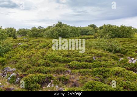 Grande île de Zayatsky, Russie Banque D'Images