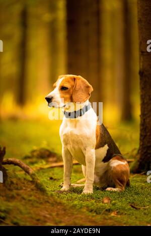 Le chien beagle assis dans forêt d'automne. Portrait en fond peu profond Banque D'Images
