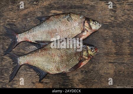 poisson grande bream toujours la vie Banque D'Images