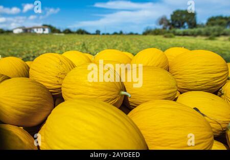 Melons jaunes des Canaries de la ferme. Banque D'Images