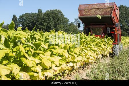 Récolte des feuilles de tabac avec le tracteur de la récolteuse Banque D'Images