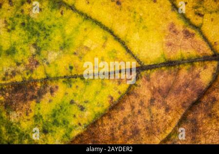 les feuilles d'érable automnales colorées sont considérablement agrandies Banque D'Images