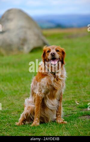 Un adorable chien de réessai pose sur les collines du parc Lyme dans le Peak District, Cheshire, Royaume-Uni Banque D'Images