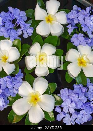 Fleurs dans l'eau dans la salle de spa, fleurs de Lelawadee d'au-dessus de la Thaïlande Banque D'Images