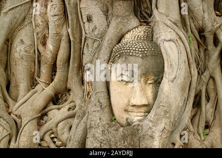 La tête de l'image de Bouddha de grès Piégée dans les racines de l'arbre au temple ancien de Wat Mahathe, site classé au patrimoine mondial de l'UNESCO à Ayutthaya, Thaïlande Banque D'Images