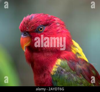 Gros plan de Lorikeet bleu, vert, rouge et jaune dans le profil