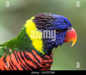 Gros plan de Lorikeet bleu, vert, rouge et jaune dans le profil