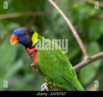 Perroquet magnifique posant sur une branche Banque D'Images
