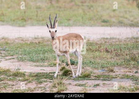 mâles gazelle tibétaine closeup Banque D'Images