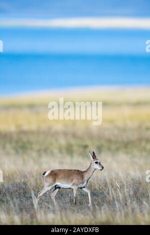 belle gazelle tibétaine sur un plateau pré Banque D'Images