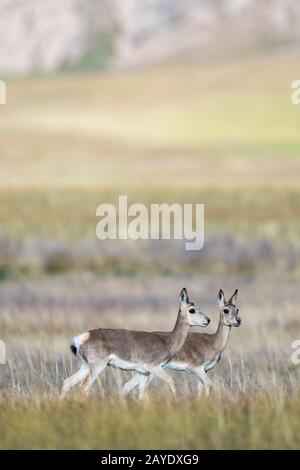 gazelles tibétaines sur trois régions d'origine fluviale Banque D'Images