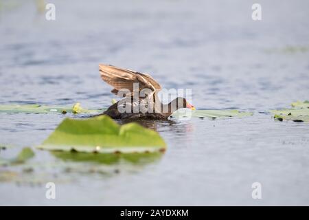 moorhen commun sur le lac Banque D'Images