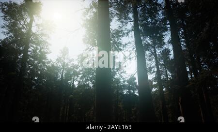 Les arbres Séquoia géant à l'heure d'été à Sequoia National Park, Californie Banque D'Images