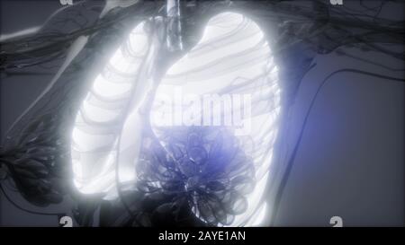 L'examen de radiologie des poumons Banque D'Images