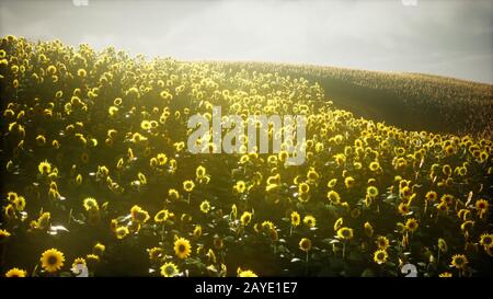 Magnifiques tournesols et nuages dans un coucher de soleil du Texas Banque D'Images