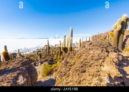 Bolivie Uyuni rochers et cactus sur l'île d'Incahuasi au coucher du soleil Banque D'Images