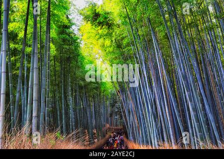 Brove de bambou luxuriante verte autour du sentier de randonnée dans le parc de Kyoto Arashiyama avec beaucoup de touristes. Banque D'Images