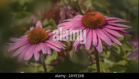 Fleur pourpre orientale 'Echinacea purpurea' Banque D'Images