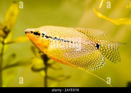 Gourami perlé Trichopodus leerii aquarium d'eau douce Poissons en aquarium. Concept d'Aquariums Banque D'Images