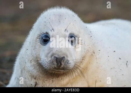 Phoques Gris Donna Nook Angleterre Banque D'Images