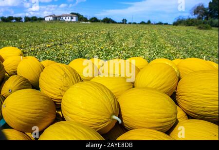 Melons jaunes des Canaries de la ferme. Banque D'Images