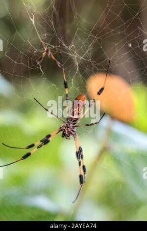 A Nephila clavata, un type d'araignée orb weaver Banque D'Images