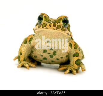 Crapaud tacheté assis close-up Banque D'Images