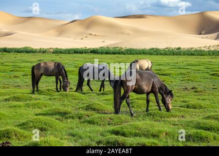 Les chevaux mangent de l'herbe dans le désert de Gobi Banque D'Images