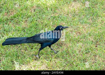 Grackle mâle commun Banque D'Images