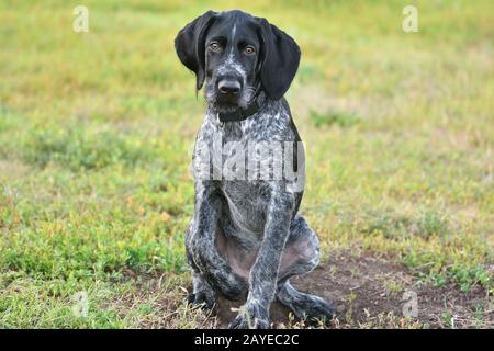 Race de chien de chasse braque allemand sur le marche Banque D'Images