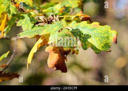 L'automne apporte des feuilles de chêne colorées aux chênes Banque D'Images