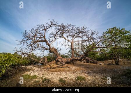 Baum Baobab, Insel Kathior, Missirah, Delta De Sine Saloum, Sénégal, Westafrika | Arbre Baobab, Île Kathior, Missirah, Delta De Sine Saloum, Sénégal, Banque D'Images