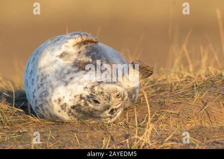 Phoques Gris Donna Nook Angleterre Banque D'Images