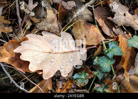 des feuilles de chêne humide se trouvent sur le sol forestier Banque D'Images